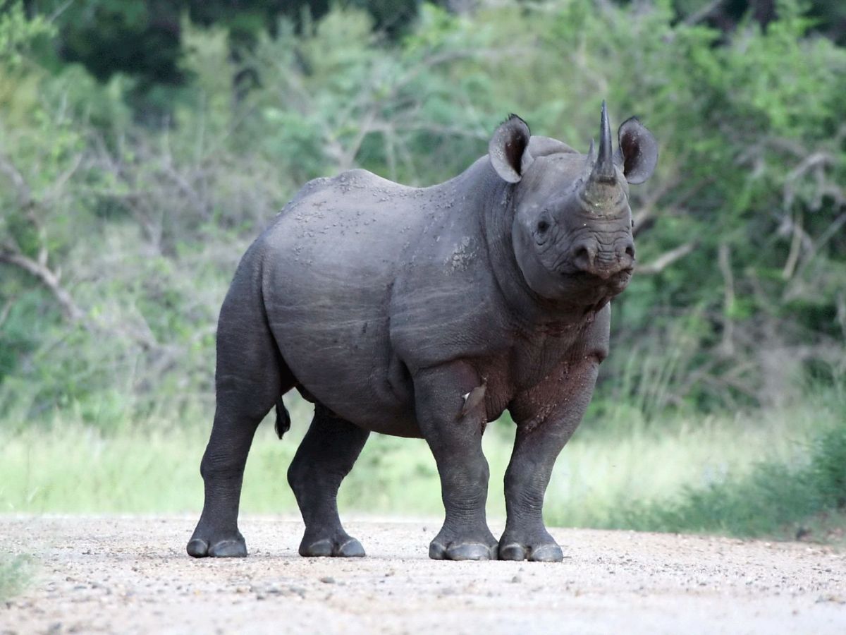 top-10-beautiful-and-rare-animals-that-will-blow-your-mind-but-now-getting-endangered-due-to-many-reasons Top 10 beautiful and rare animals: That will blow your mind - Photo Gallery