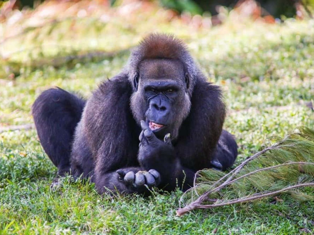 top-10-beautiful-and-rare-animals-that-will-blow-your-mind-but-now-getting-endangered-due-to-many-reasons Top 10 beautiful and rare animals: That will blow your mind - Photo Gallery