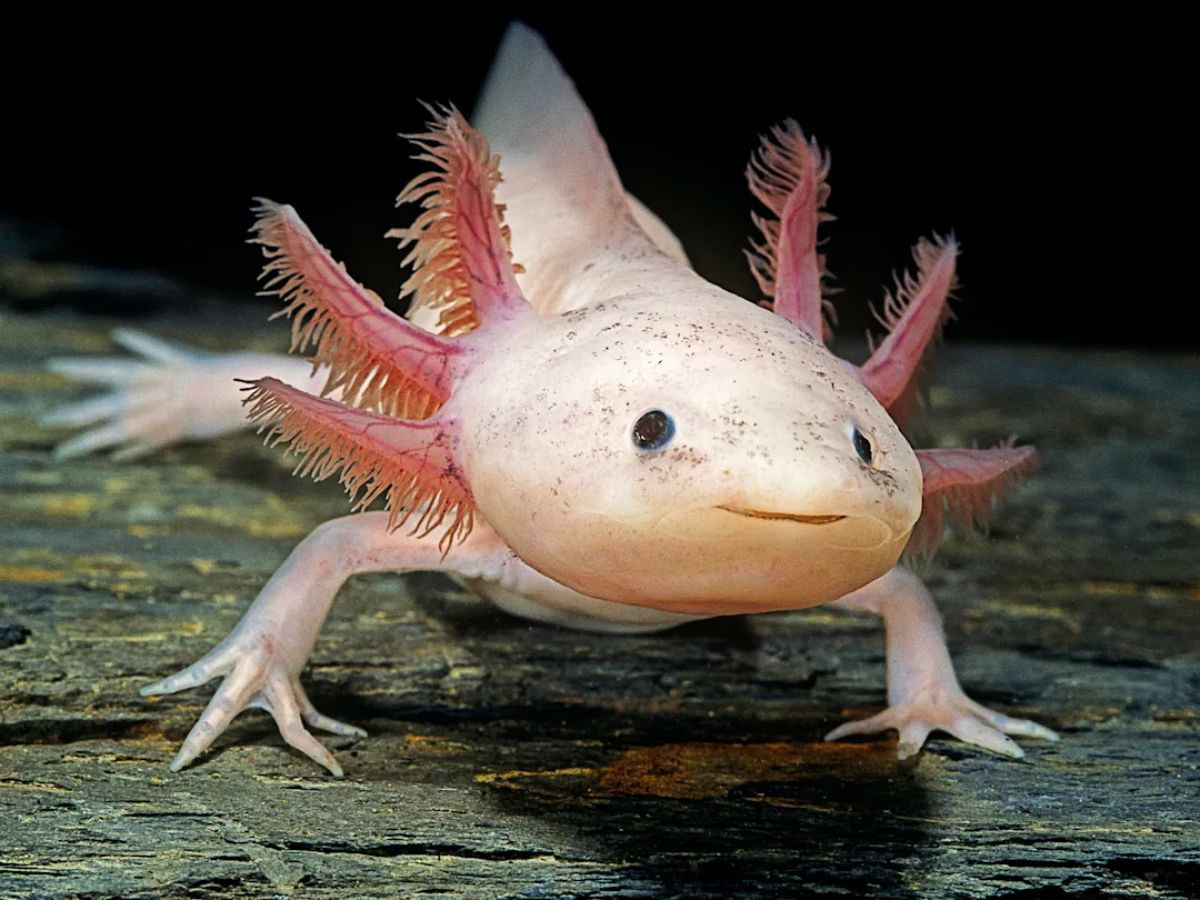 top-10-beautiful-and-rare-animals-that-will-blow-your-mind-but-now-getting-endangered-due-to-many-reasons Top 10 beautiful and rare animals: That will blow your mind - Photo Gallery