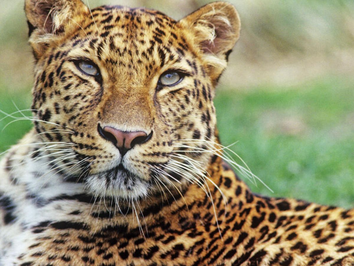 top-10-beautiful-and-rare-animals-that-will-blow-your-mind-but-now-getting-endangered-due-to-many-reasons Top 10 beautiful and rare animals: That will blow your mind - Photo Gallery