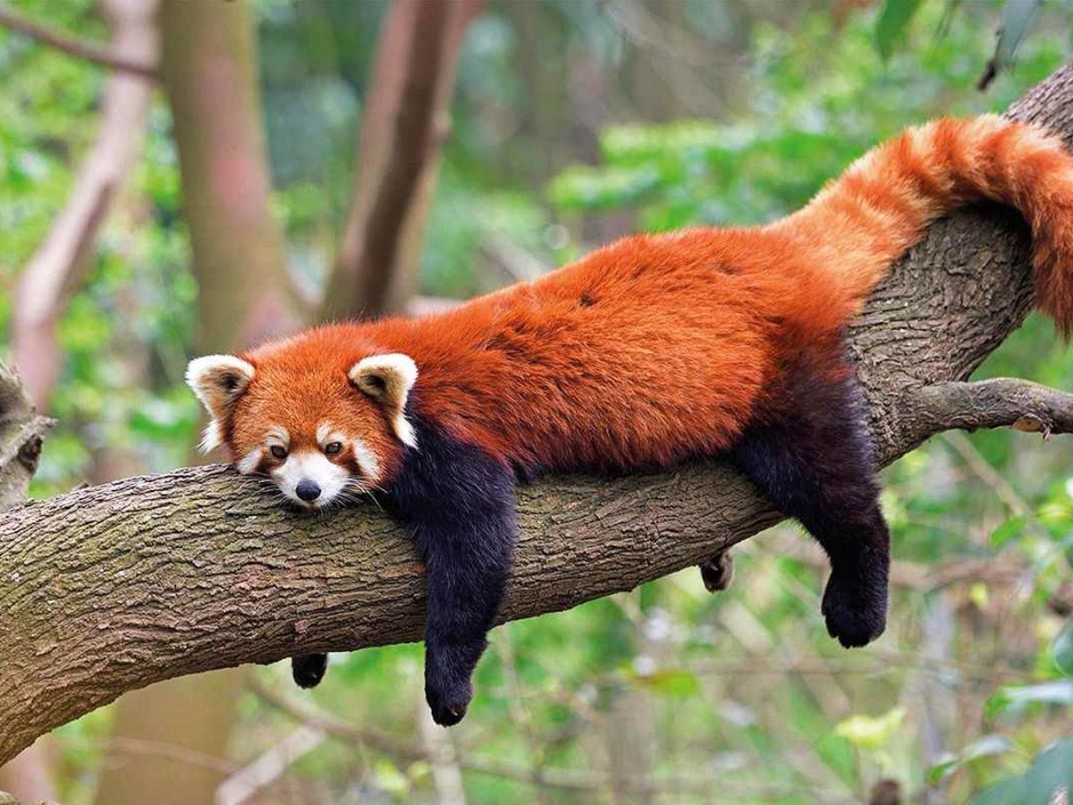 top-10-beautiful-and-rare-animals-that-will-blow-your-mind-but-now-getting-endangered-due-to-many-reasons Top 10 beautiful and rare animals: That will blow your mind - Photo Gallery