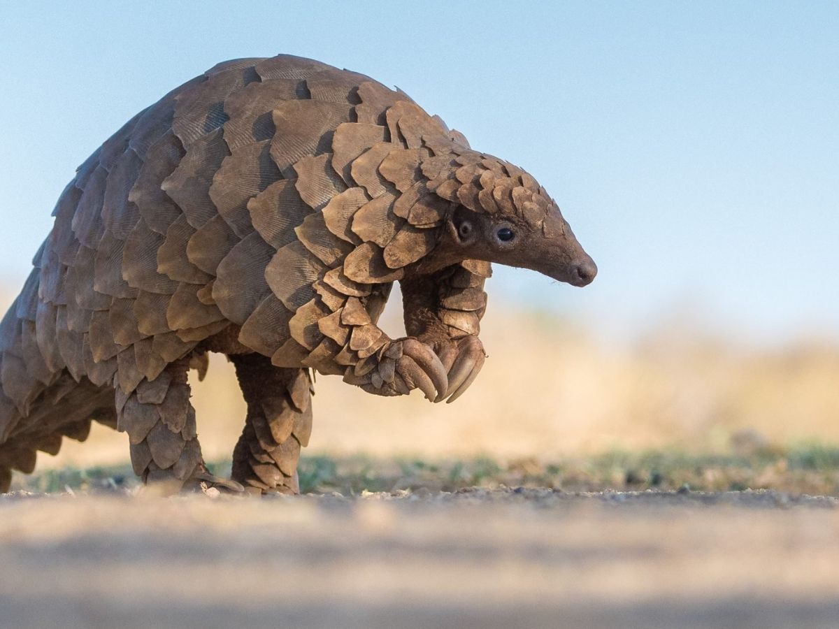top-10-beautiful-and-rare-animals-that-will-blow-your-mind-but-now-getting-endangered-due-to-many-reasons Top 10 beautiful and rare animals: That will blow your mind - Photo Gallery