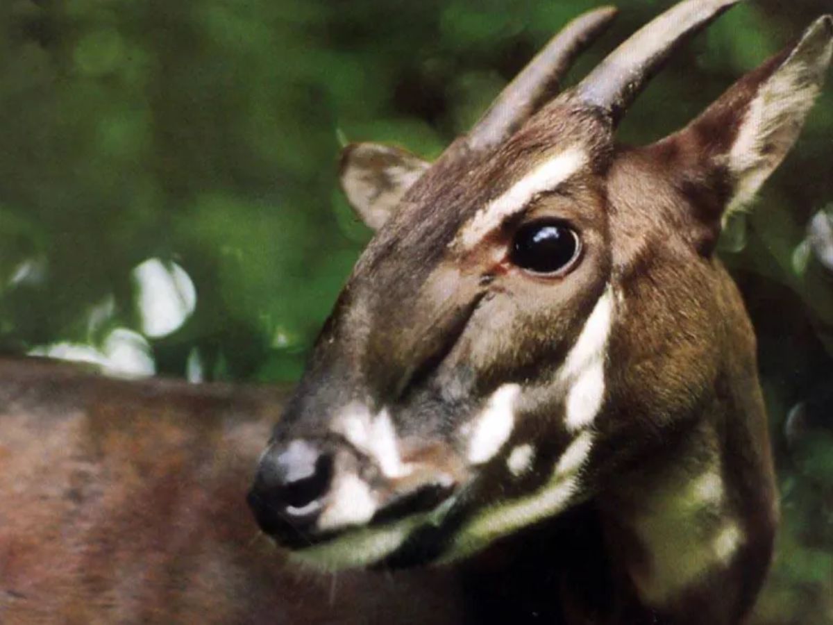 top-10-beautiful-and-rare-animals-that-will-blow-your-mind-but-now-getting-endangered-due-to-many-reasons Top 10 beautiful and rare animals: That will blow your mind - Photo Gallery