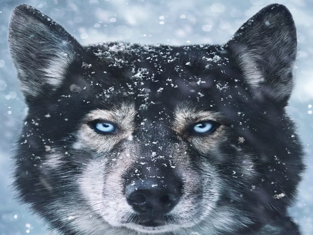 pawfect-movie-night-top-movies-to-watch-with-your-dog-cat-furry-friend-friendship-amazing-hollywood-english Pawfect Movie Night: Top Movies to watch with your Dog - Photo Gallery