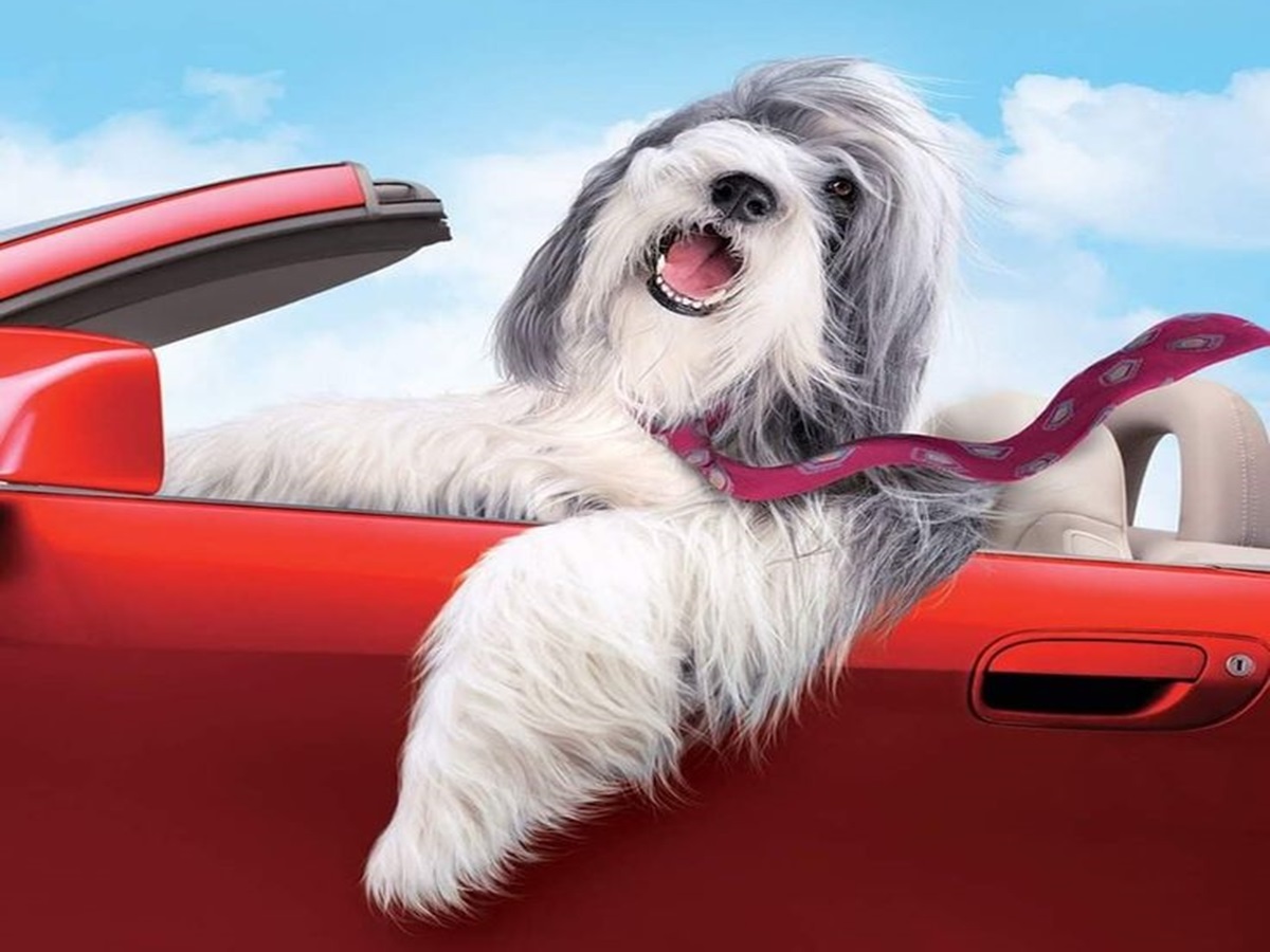 pawfect-movie-night-top-movies-to-watch-with-your-dog-cat-furry-friend-friendship-amazing-hollywood-english Pawfect Movie Night: Top Movies to watch with your Dog - Photo Gallery