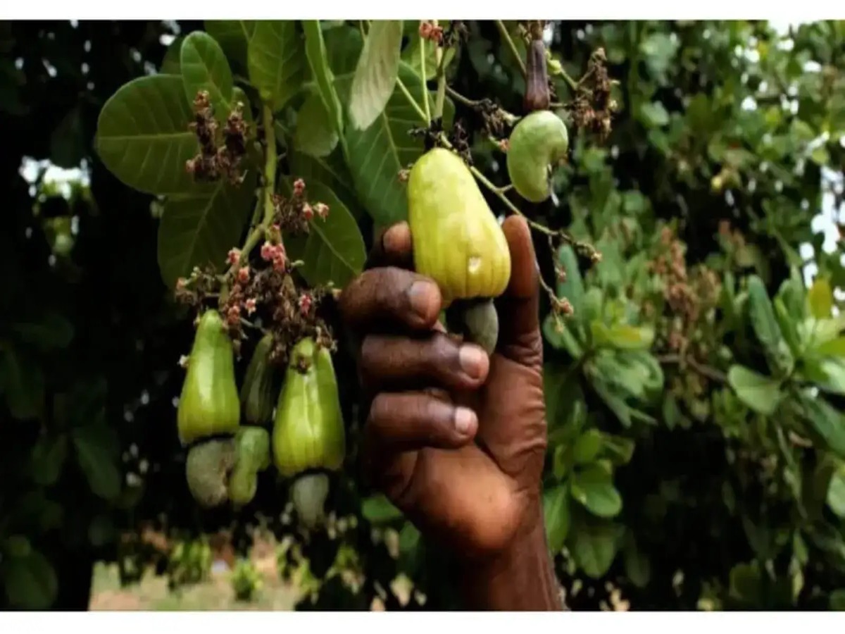 kaju-ka-ped-ghar-par-kaise-ugayein-step-by-step-planting-tips Kaju Ka Ped Ghar Par Kaise Ugayein? Step-by-Step Planting Tips - Photo Gallery