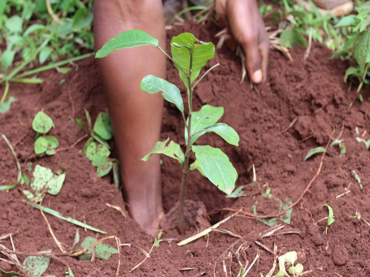 kaju-ka-ped-ghar-par-kaise-ugayein-step-by-step-planting-tips Kaju Ka Ped Ghar Par Kaise Ugayein? Step-by-Step Planting Tips - Photo Gallery