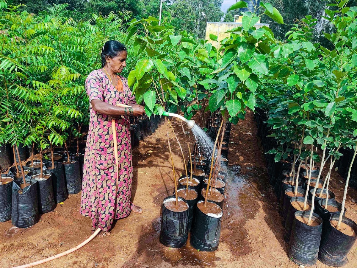 kaju-ka-ped-ghar-par-kaise-ugayein-step-by-step-planting-tips Kaju Ka Ped Ghar Par Kaise Ugayein? Step-by-Step Planting Tips - Photo Gallery