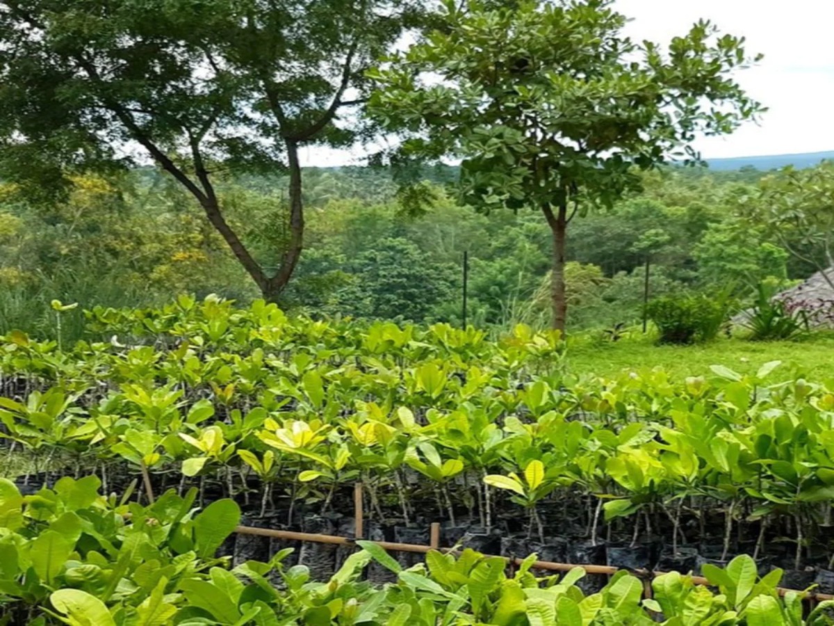 kaju-ka-ped-ghar-par-kaise-ugayein-step-by-step-planting-tips Kaju Ka Ped Ghar Par Kaise Ugayein? Step-by-Step Planting Tips - Photo Gallery