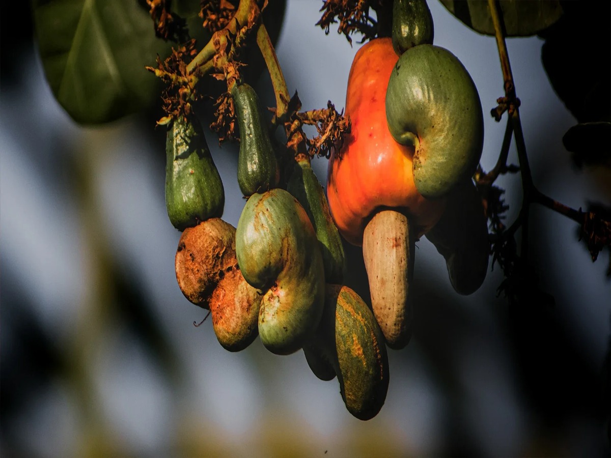 kaju-ka-ped-ghar-par-kaise-ugayein-step-by-step-planting-tips Kaju Ka Ped Ghar Par Kaise Ugayein? Step-by-Step Planting Tips - Photo Gallery