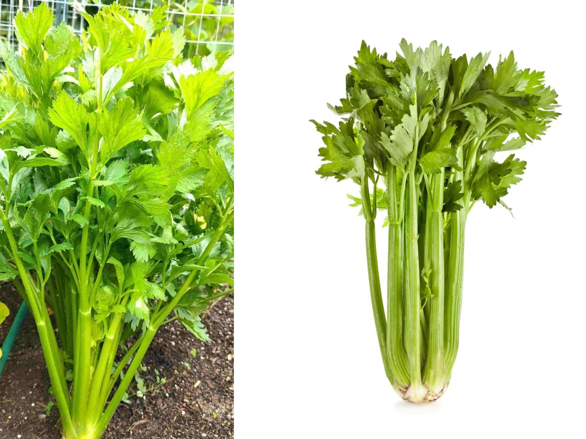 No Onion, No Garlic? Delicious Alternatives for Rich and Aromatic Meals - Photo Gallery