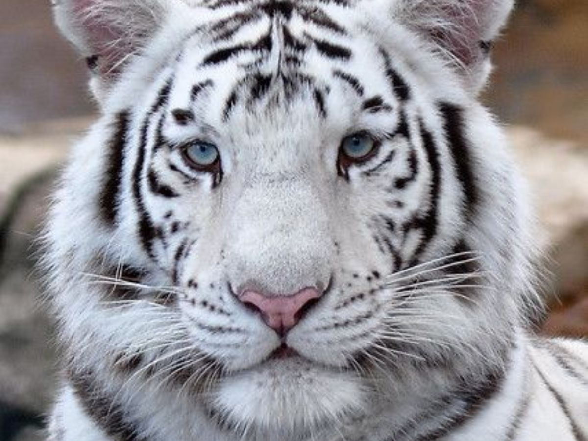 from-arctic-fox-to-white-tiger-7-animals-with-stunning-white-fur 7 Unique White Animals That Look Straight Out Of A Fairytale - Photo Gallery