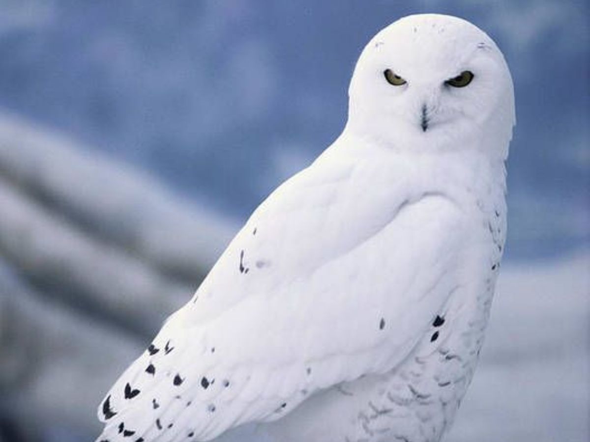from-arctic-fox-to-white-tiger-7-animals-with-stunning-white-fur 7 Unique White Animals That Look Straight Out Of A Fairytale - Photo Gallery