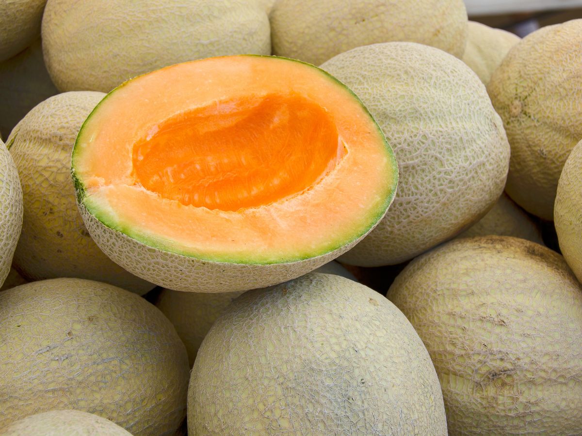 is-muskmelon-safe-for-people-with-low-blood-pressure-benefits-side-effects-and-precautions Is Muskmelon Safe for People With Low Blood Pressure? Check Facts - Photo Gallery