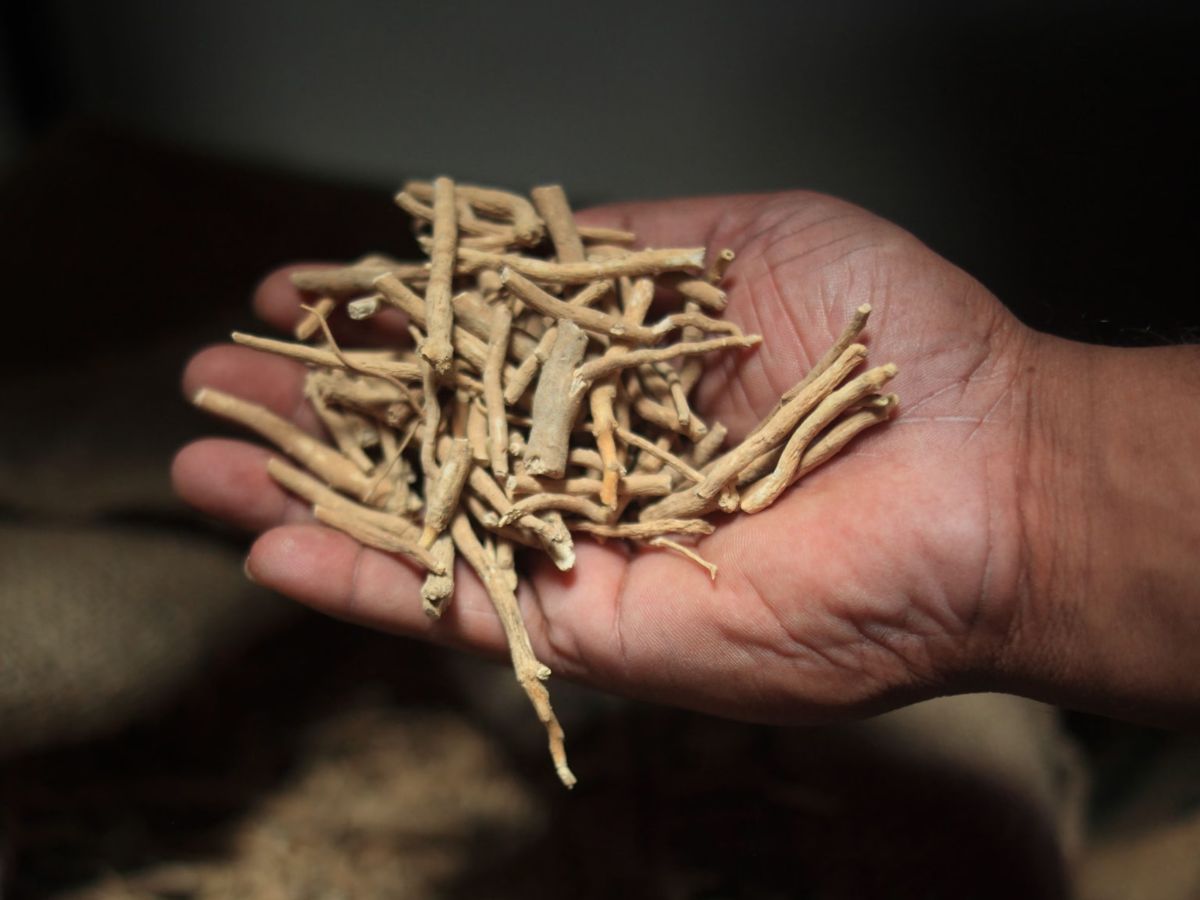 top-6-benefits-of-ashwagandha-for-stress-relief-immunity-energy-and-mental-health Ashwagandha Health Benefits: 6 Reasons You Should Add This Herb to Your Daily Routine - Photo Gallery