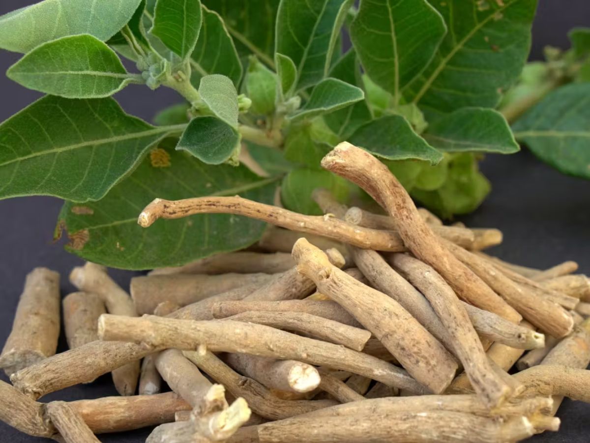 top-6-benefits-of-ashwagandha-for-stress-relief-immunity-energy-and-mental-health Ashwagandha Health Benefits: 6 Reasons You Should Add This Herb to Your Daily Routine - Photo Gallery