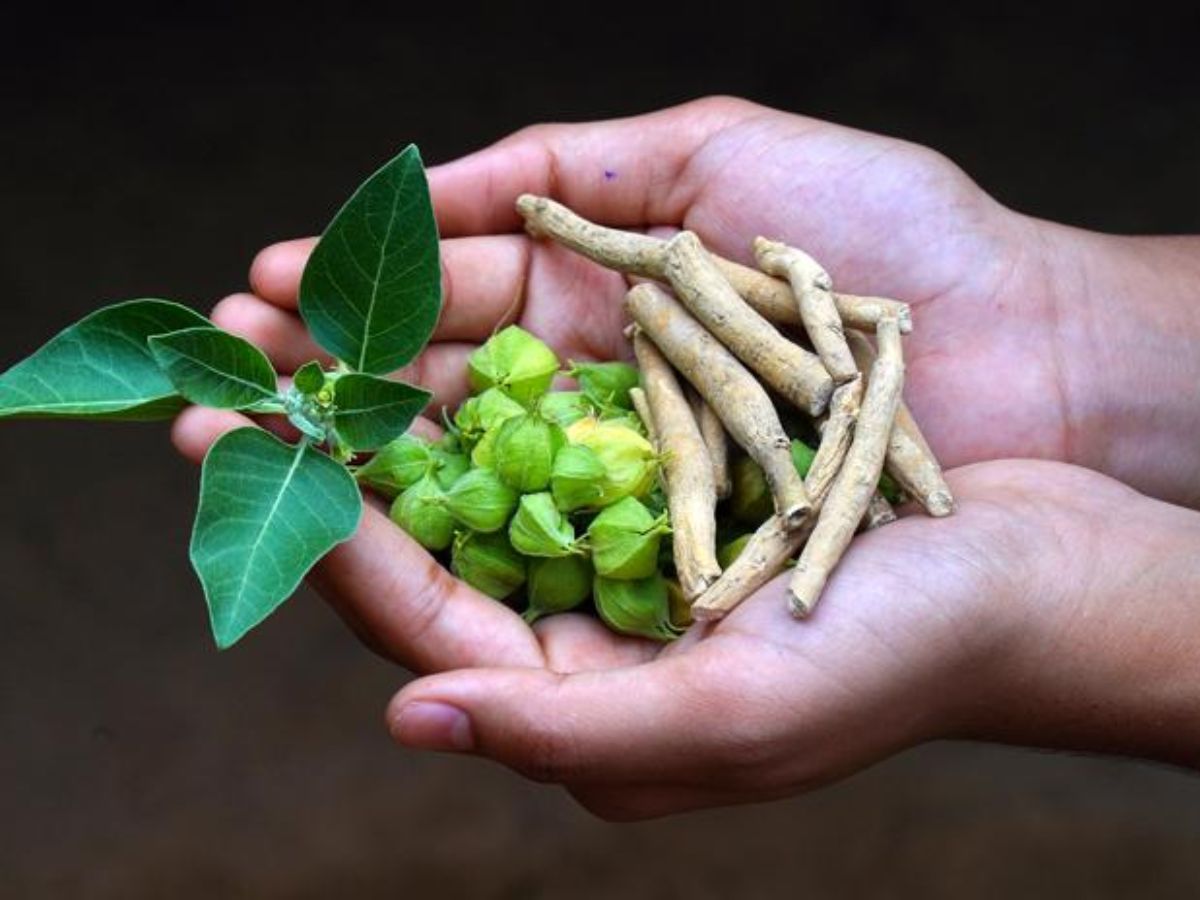 top-6-benefits-of-ashwagandha-for-stress-relief-immunity-energy-and-mental-health Ashwagandha Health Benefits: 6 Reasons You Should Add This Herb to Your Daily Routine - Photo Gallery