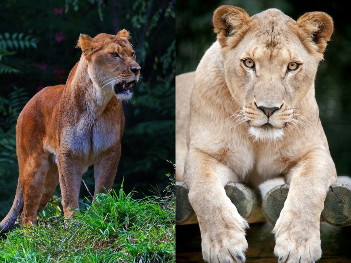 7-incredible-facts-about-lions-that-most-people-dont-know-true-kings-of-the-wild 7 Incredible Facts About Lions That Most People Don’t Know: True Kings Of The Wild - Photo Gallery