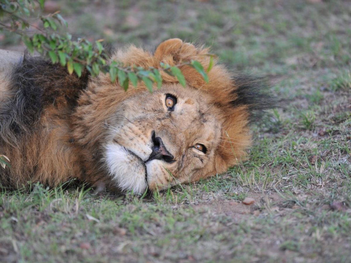7-incredible-facts-about-lions-that-most-people-dont-know-true-kings-of-the-wild 7 Incredible Facts About Lions That Most People Don’t Know: True Kings Of The Wild - Photo Gallery