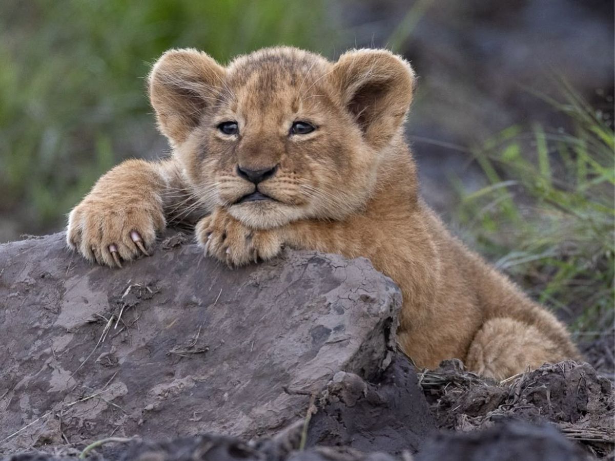 7-incredible-facts-about-lions-that-most-people-dont-know-true-kings-of-the-wild 7 Incredible Facts About Lions That Most People Don’t Know: True Kings Of The Wild - Photo Gallery