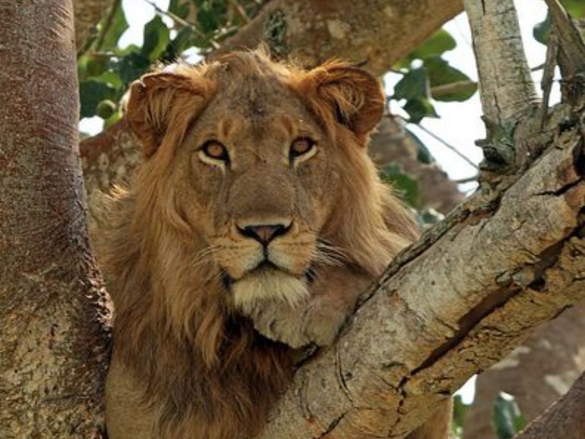 7-incredible-facts-about-lions-that-most-people-dont-know-true-kings-of-the-wild 7 Incredible Facts About Lions That Most People Don’t Know: True Kings Of The Wild - Photo Gallery
