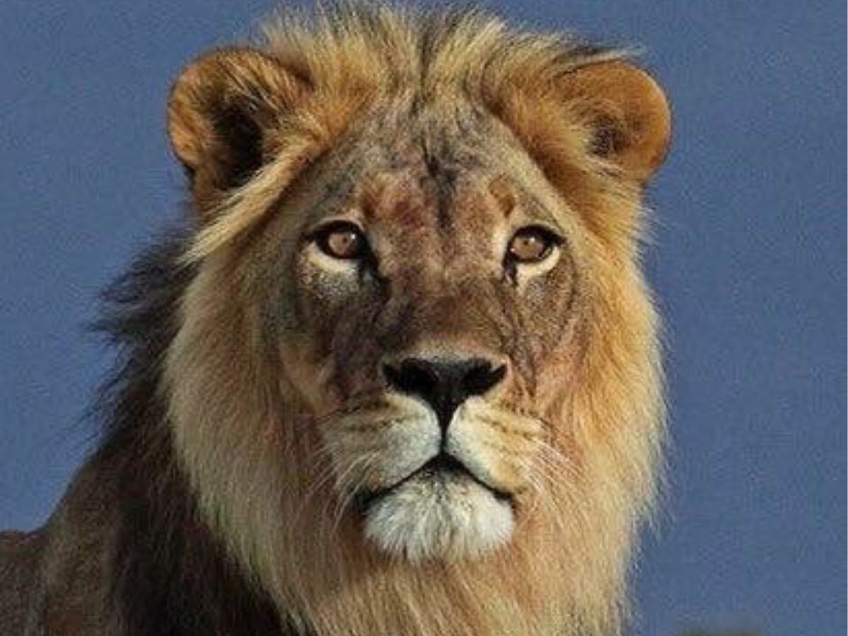 7-incredible-facts-about-lions-that-most-people-dont-know-true-kings-of-the-wild 7 Incredible Facts About Lions That Most People Don’t Know: True Kings Of The Wild - Photo Gallery
