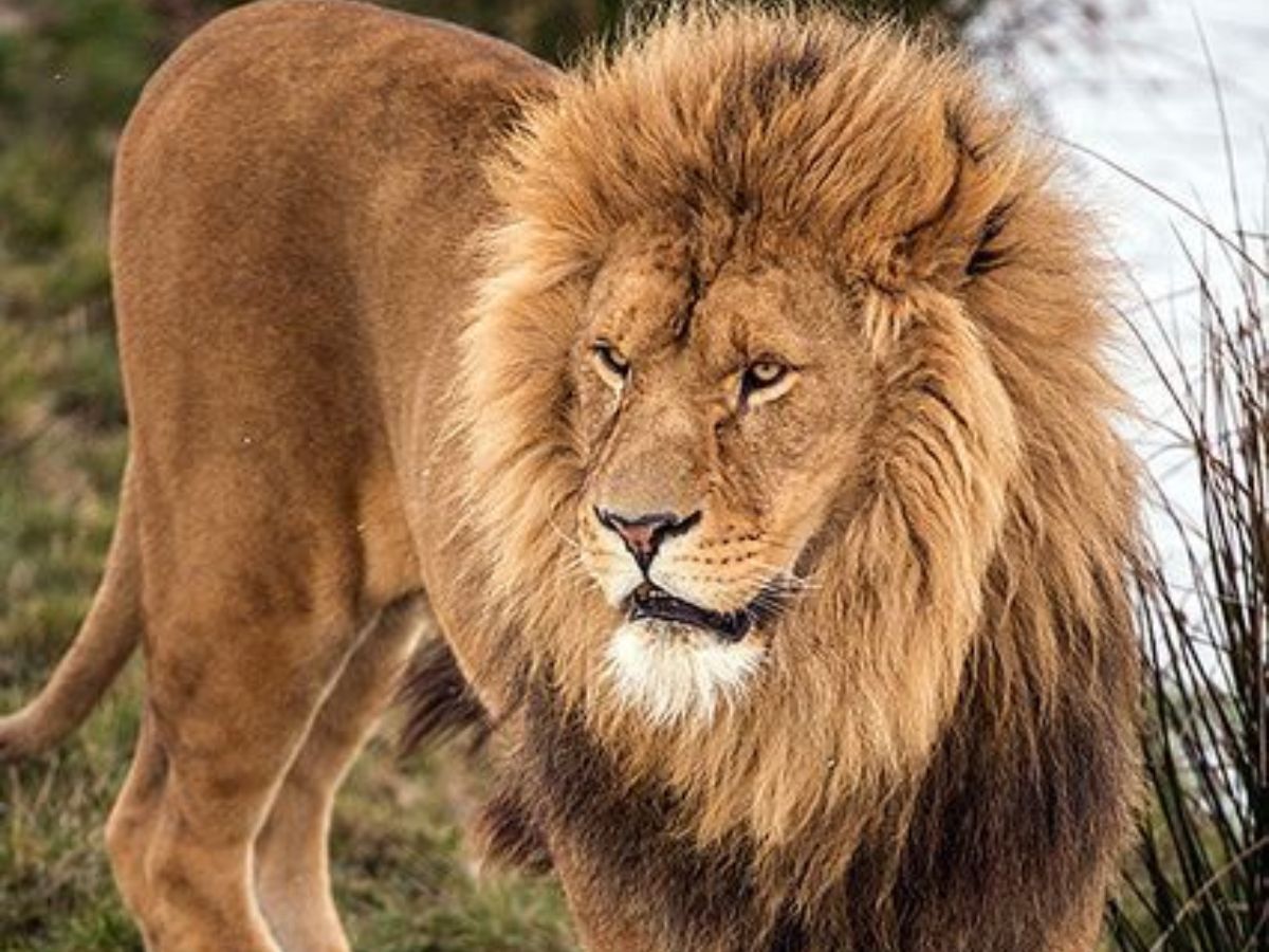 7-incredible-facts-about-lions-that-most-people-dont-know-true-kings-of-the-wild 7 Incredible Facts About Lions That Most People Don’t Know: True Kings Of The Wild - Photo Gallery