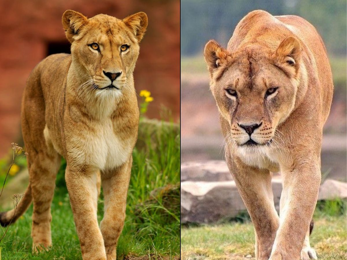 7-incredible-facts-about-lions-that-most-people-dont-know-true-kings-of-the-wild 7 Incredible Facts About Lions That Most People Don’t Know: True Kings Of The Wild - Photo Gallery