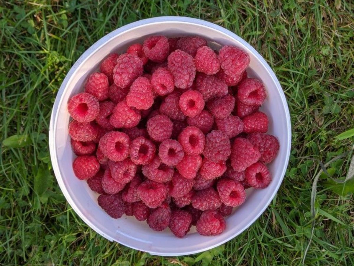 top-6-high-fibre-foods-to-include-in-your-diet-beyond-salads Not Just Salads: 6 High-Fibre Foods You Should Be Adding to Your Daily Diet - Photo Gallery