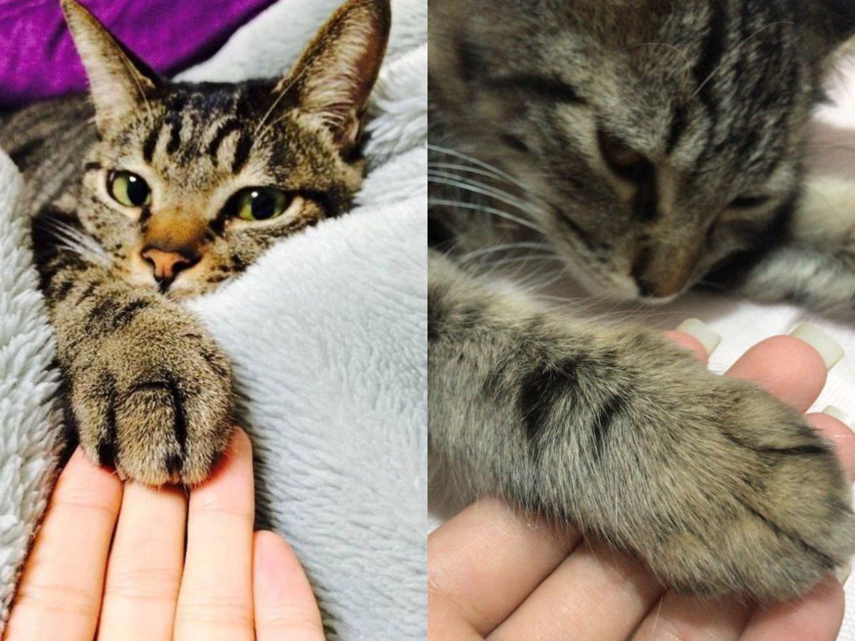 8-essential-first-aid-tips-every-pet-owner-must-know-dont-wait-for-a-vet-bring-comfort-to-both-you-and-your-pet 8 Essential First Aid Tips Every Pet Owner Must Know: Don’t Wait For A Vet - Photo Gallery