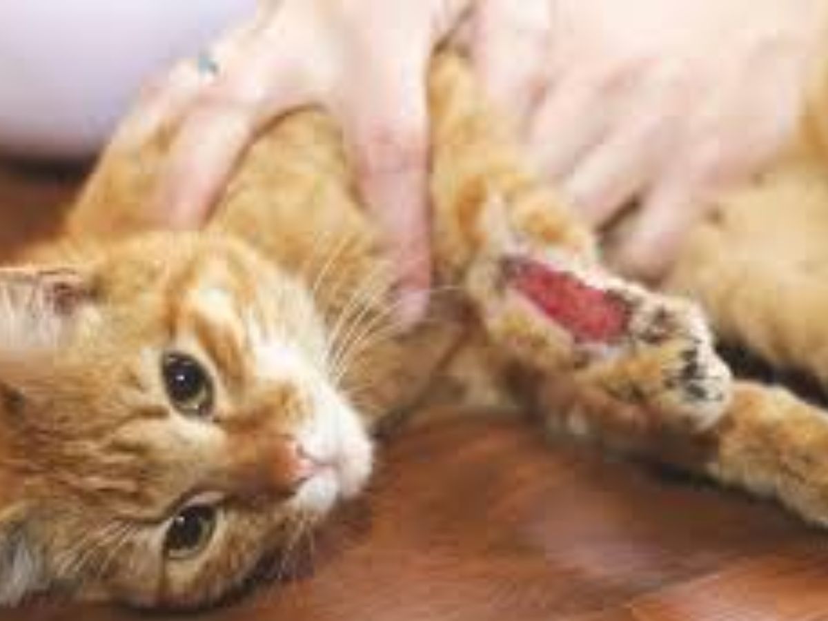 8-essential-first-aid-tips-every-pet-owner-must-know-dont-wait-for-a-vet-bring-comfort-to-both-you-and-your-pet 8 Essential First Aid Tips Every Pet Owner Must Know: Don’t Wait For A Vet - Photo Gallery