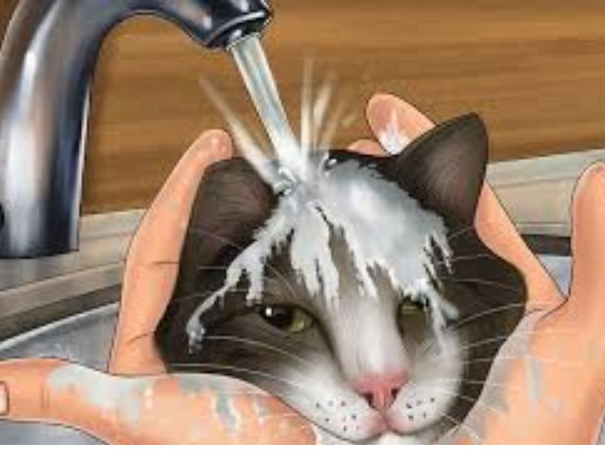 8-essential-first-aid-tips-every-pet-owner-must-know-dont-wait-for-a-vet-bring-comfort-to-both-you-and-your-pet 8 Essential First Aid Tips Every Pet Owner Must Know: Don’t Wait For A Vet - Photo Gallery