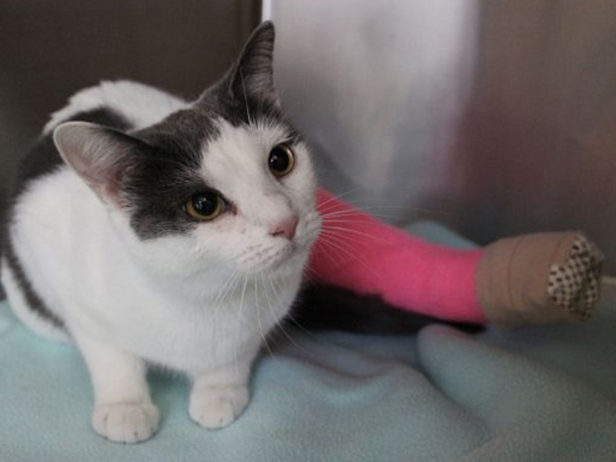 8-essential-first-aid-tips-every-pet-owner-must-know-dont-wait-for-a-vet-bring-comfort-to-both-you-and-your-pet 8 Essential First Aid Tips Every Pet Owner Must Know: Don’t Wait For A Vet - Photo Gallery