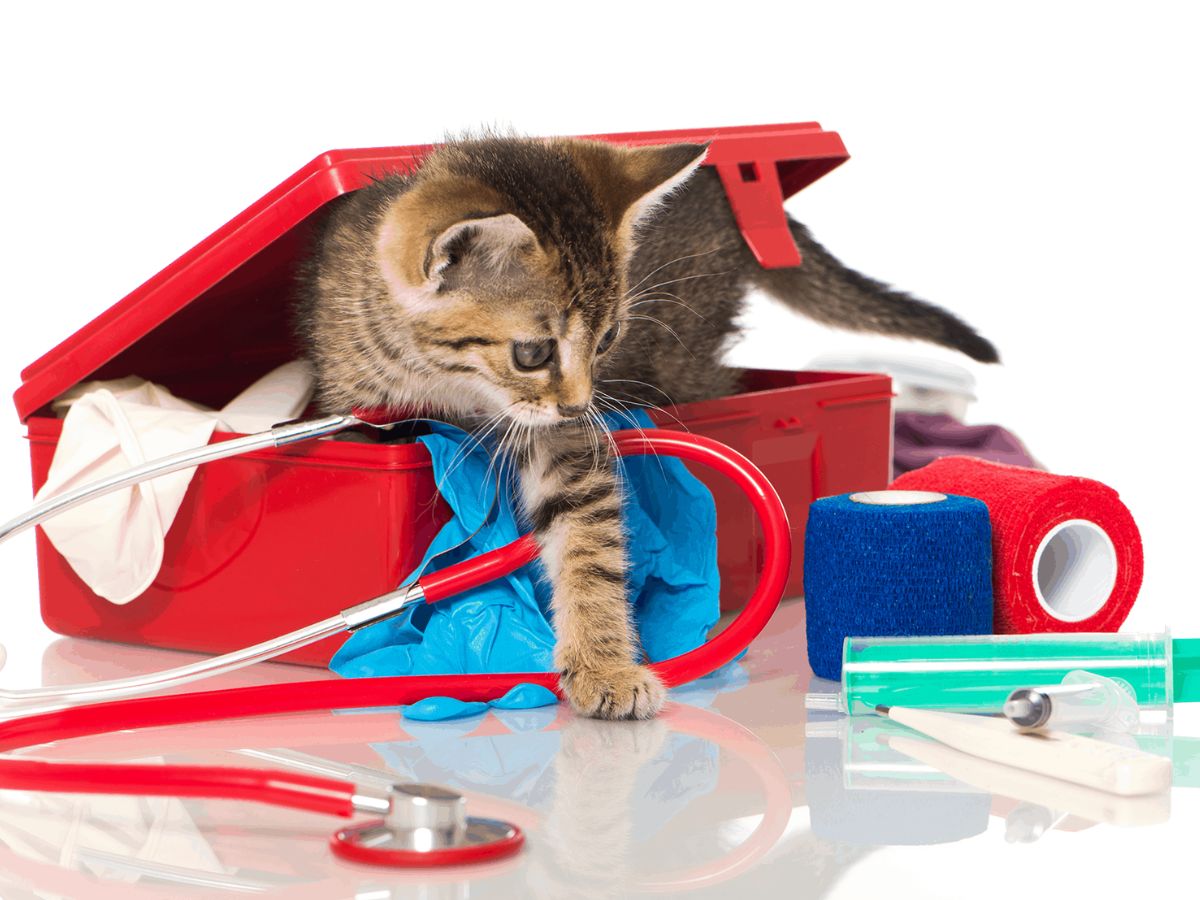 8-essential-first-aid-tips-every-pet-owner-must-know-dont-wait-for-a-vet-bring-comfort-to-both-you-and-your-pet 8 Essential First Aid Tips Every Pet Owner Must Know: Don’t Wait For A Vet - Photo Gallery