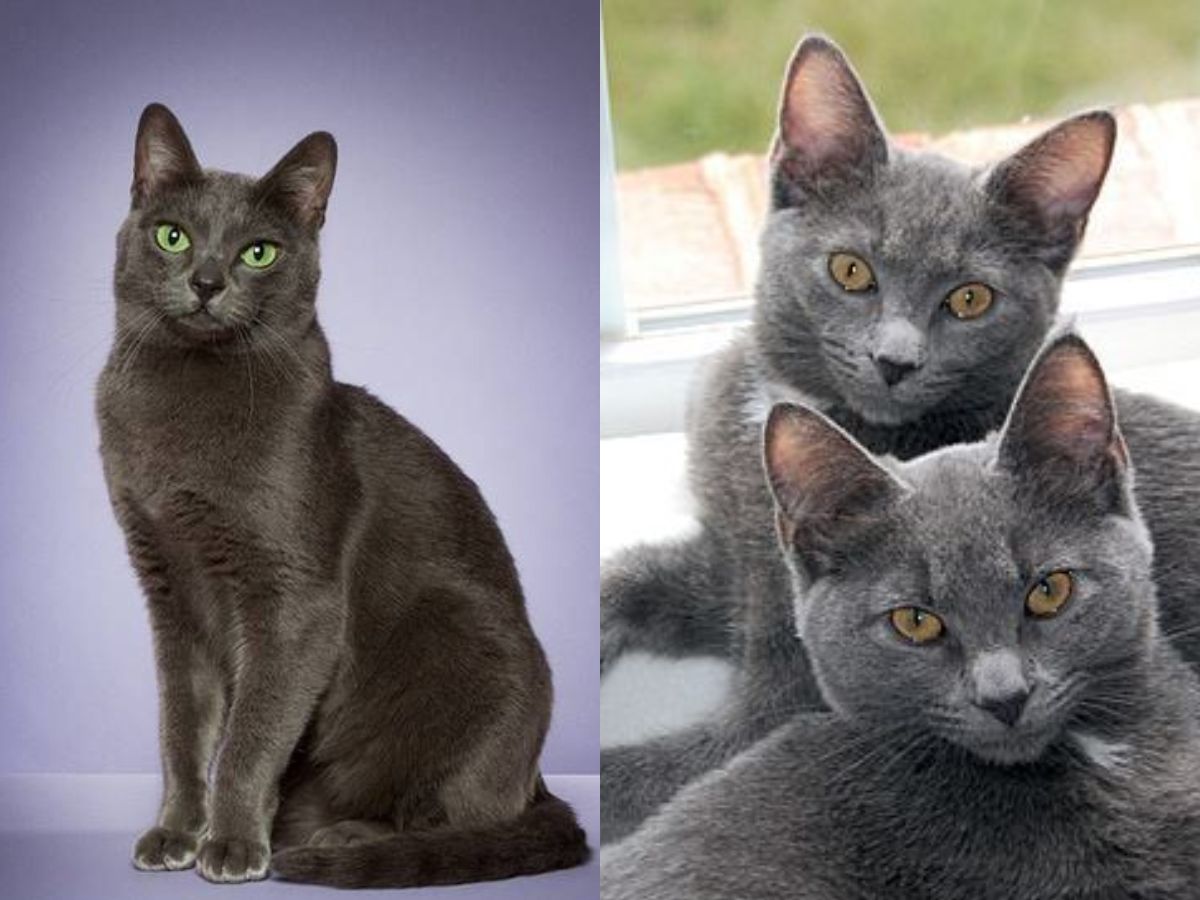 7-ancient-cat-breeds-in-the-world-from-egyptian-mau-to-chartreux-have-maintained-their-charm-and-legacy 7 Ancient Cat Breeds In The World: From Egyptian Mau To Chartreux - Photo Gallery