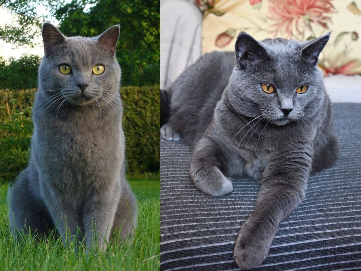 7-ancient-cat-breeds-in-the-world-from-egyptian-mau-to-chartreux-have-maintained-their-charm-and-legacy 7 Ancient Cat Breeds In The World: From Egyptian Mau To Chartreux - Photo Gallery