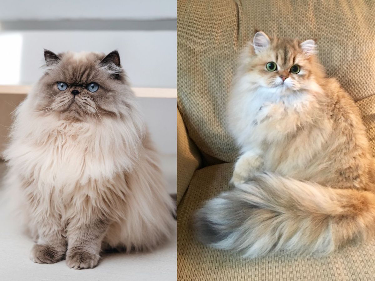 7-ancient-cat-breeds-in-the-world-from-egyptian-mau-to-chartreux-have-maintained-their-charm-and-legacy 7 Ancient Cat Breeds In The World: From Egyptian Mau To Chartreux - Photo Gallery