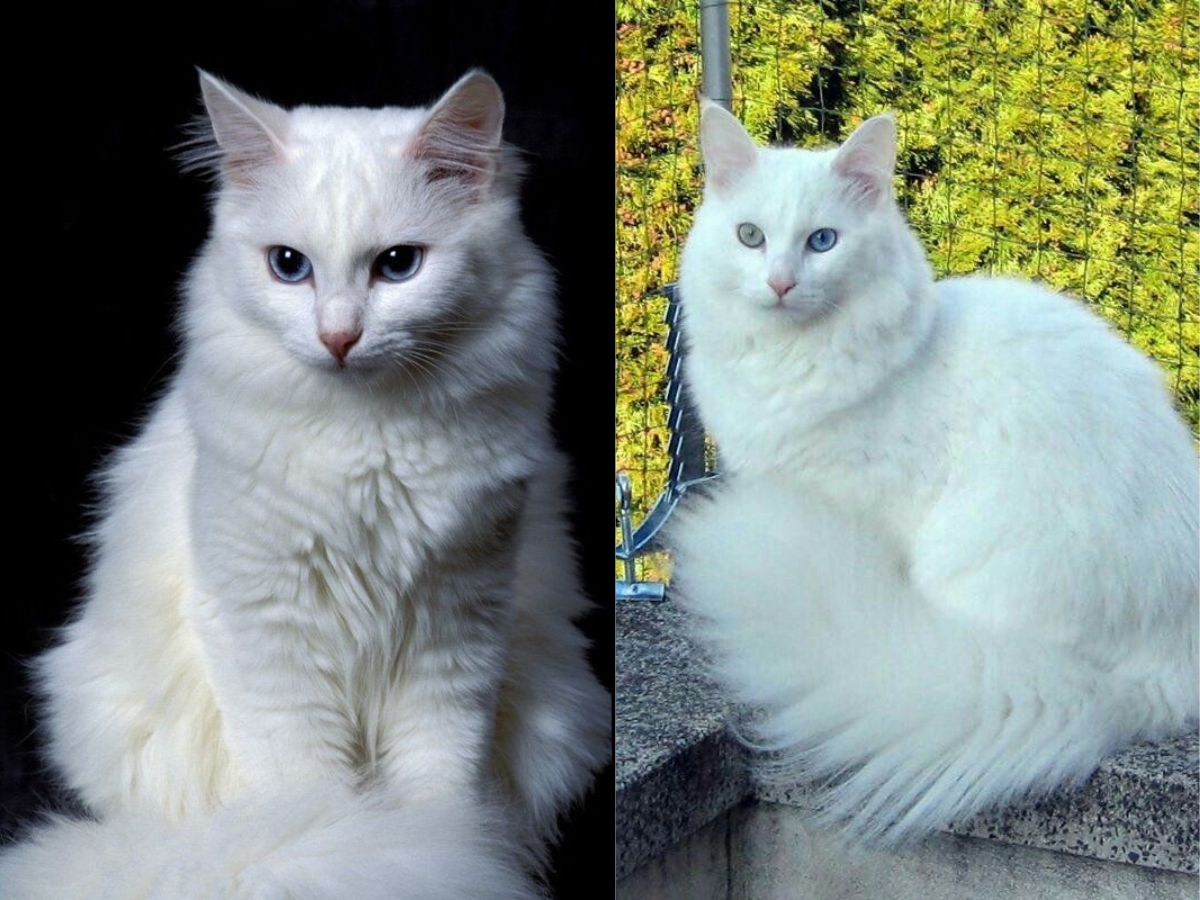 7-ancient-cat-breeds-in-the-world-from-egyptian-mau-to-chartreux-have-maintained-their-charm-and-legacy 7 Ancient Cat Breeds In The World: From Egyptian Mau To Chartreux - Photo Gallery