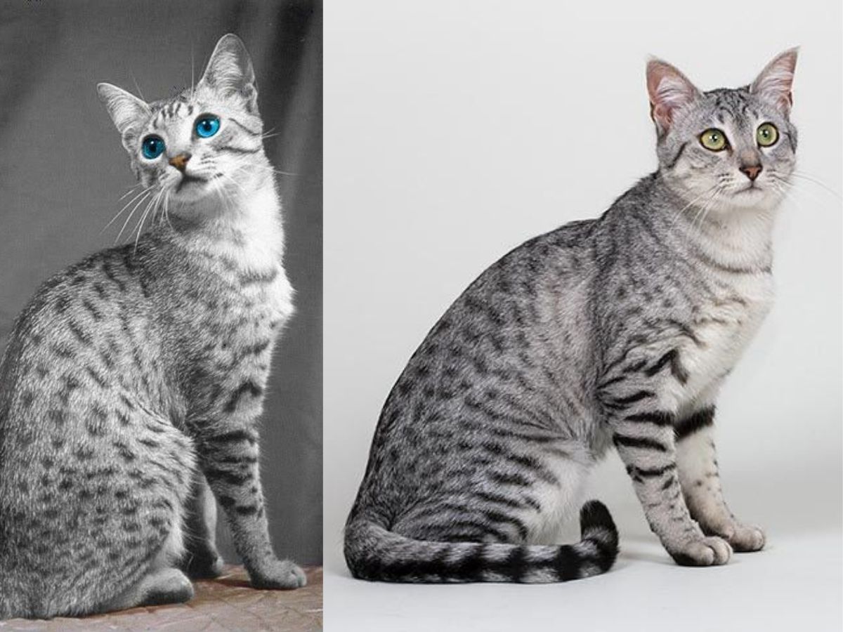 7-ancient-cat-breeds-in-the-world-from-egyptian-mau-to-chartreux-have-maintained-their-charm-and-legacy 7 Ancient Cat Breeds In The World: From Egyptian Mau To Chartreux - Photo Gallery