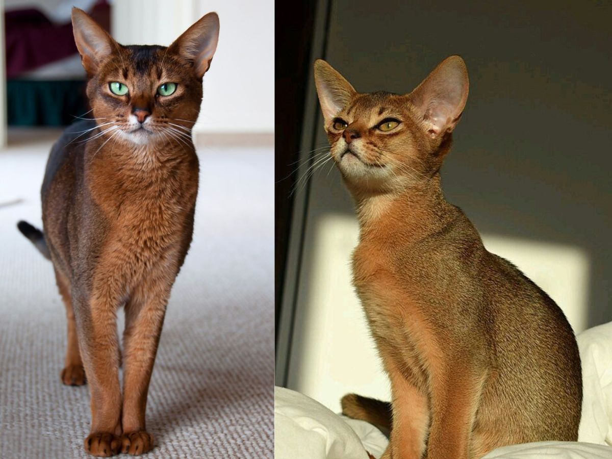 7-ancient-cat-breeds-in-the-world-from-egyptian-mau-to-chartreux-have-maintained-their-charm-and-legacy 7 Ancient Cat Breeds In The World: From Egyptian Mau To Chartreux - Photo Gallery