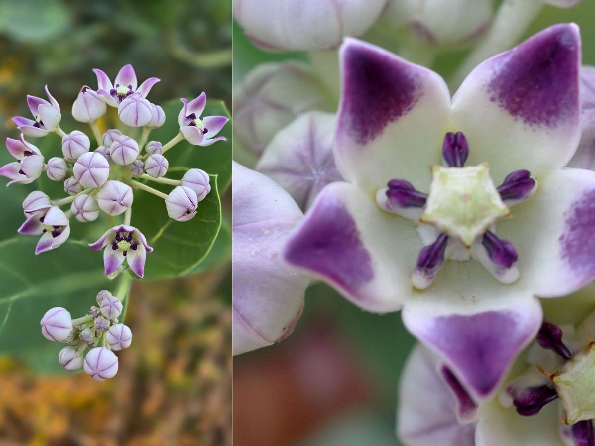 from-aconitum-ferox-to-gloriosasuperba-7-rare-and-poisonous-plants-found-in-india-you-should-know-about-for-your-safety 7 Rare and Poisonous Plants Found In India You Should Know About For Your Safety - Photo Gallery