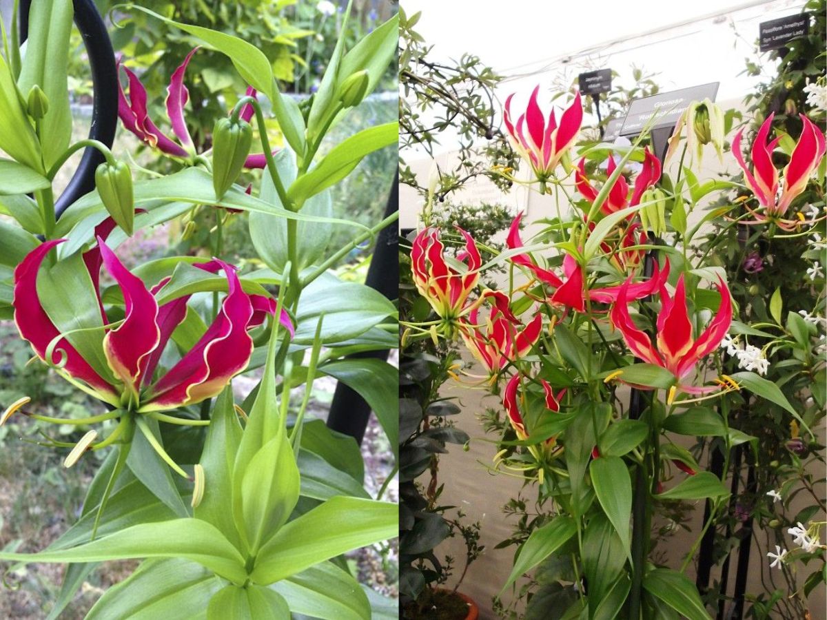 from-aconitum-ferox-to-gloriosasuperba-7-rare-and-poisonous-plants-found-in-india-you-should-know-about-for-your-safety 7 Rare and Poisonous Plants Found In India You Should Know About For Your Safety - Photo Gallery