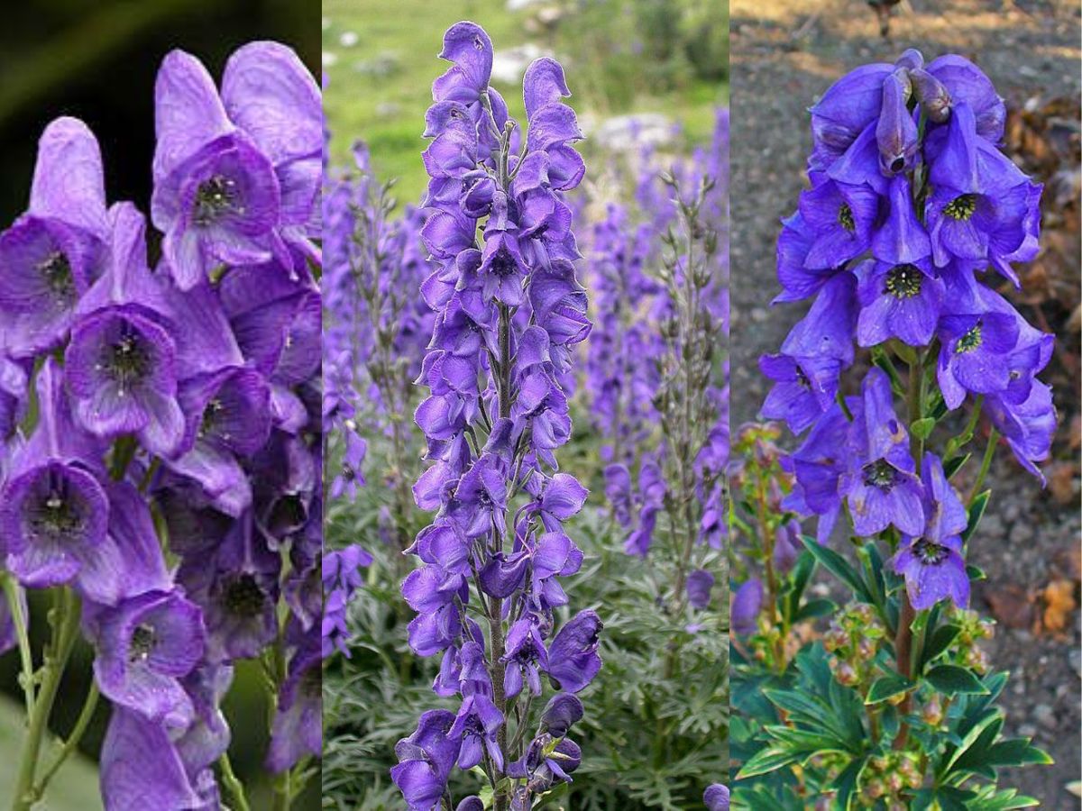 from-aconitum-ferox-to-gloriosasuperba-7-rare-and-poisonous-plants-found-in-india-you-should-know-about-for-your-safety 7 Rare and Poisonous Plants Found In India You Should Know About For Your Safety - Photo Gallery