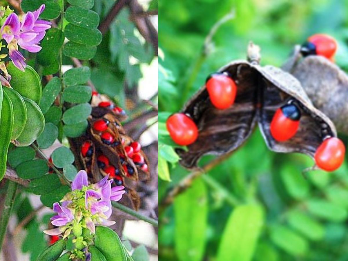 from-aconitum-ferox-to-gloriosasuperba-7-rare-and-poisonous-plants-found-in-india-you-should-know-about-for-your-safety 7 Rare and Poisonous Plants Found In India You Should Know About For Your Safety - Photo Gallery
