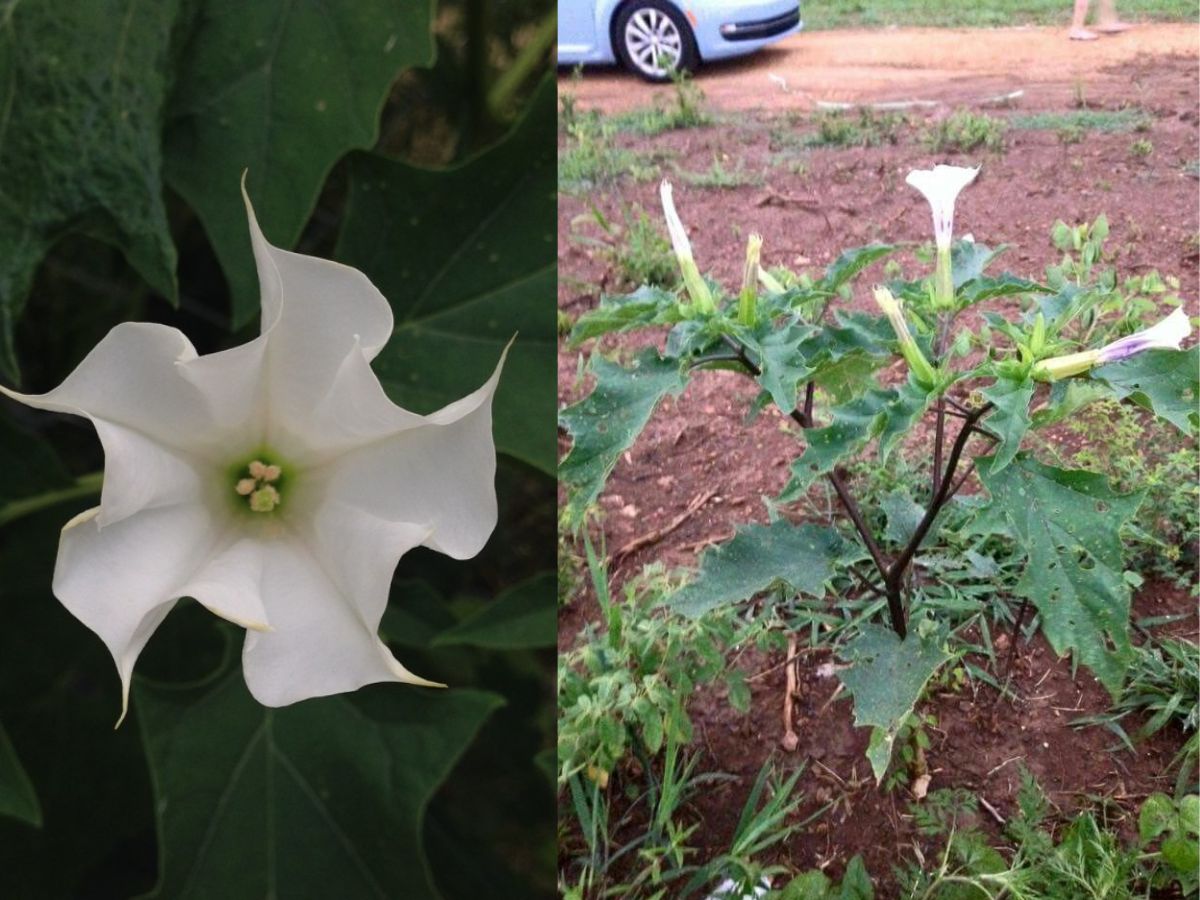 from-aconitum-ferox-to-gloriosasuperba-7-rare-and-poisonous-plants-found-in-india-you-should-know-about-for-your-safety 7 Rare and Poisonous Plants Found In India You Should Know About For Your Safety - Photo Gallery