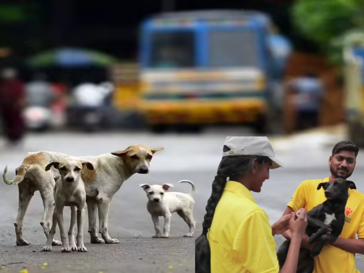 your-daily-briefing-the-5-stories-you-need-to-know-today South India Sees Rabies Surge Amidst Vet Shortage, Control Program Lapses(Image Credit-Google) - Photo Gallery