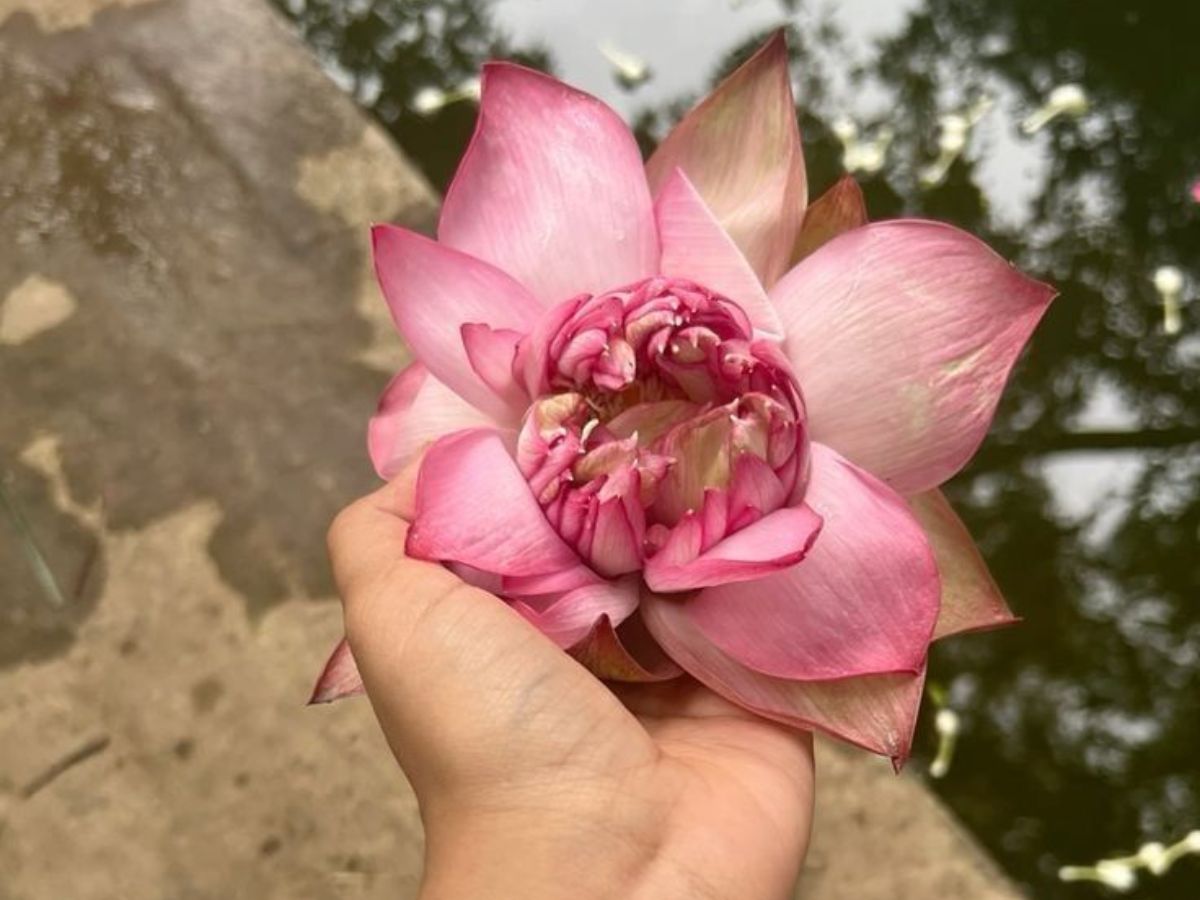 you-wont-believe-what-these-puja-offerings-actually-symbolize-in-pics Image credit: Pinterest - Photo Gallery