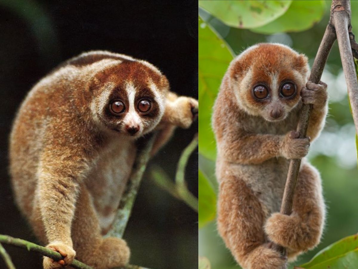 7-beautiful-animals-that-look-friendly-and-peaceful-but-are-among-the-most-dangerous-creatures 7 Beautiful Animals That Look Friendly And Peaceful But Are Among The Most Dangerous Creatures - Photo Gallery