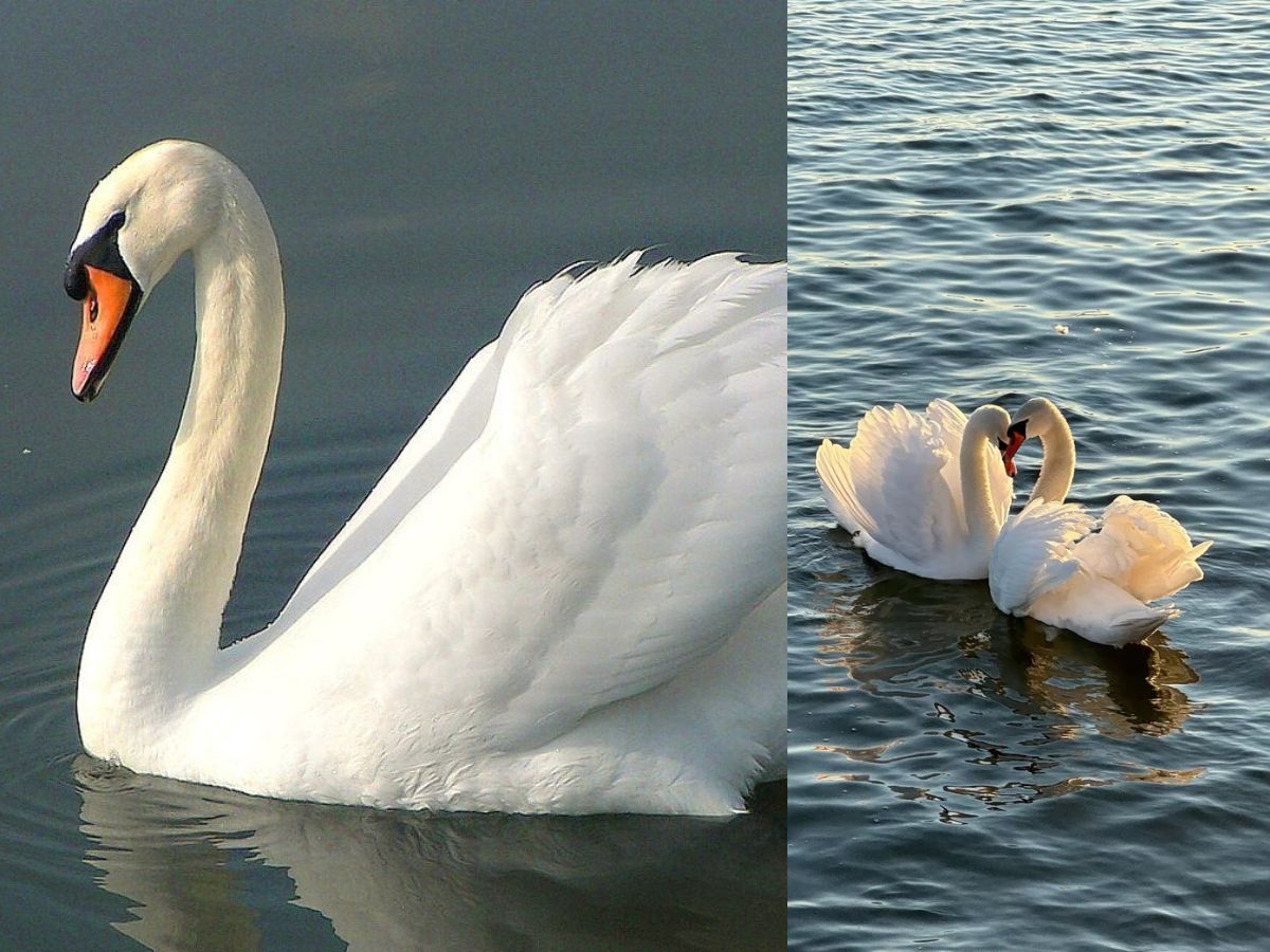 7-beautiful-animals-that-look-friendly-and-peaceful-but-are-among-the-most-dangerous-creatures 7 Beautiful Animals That Look Friendly And Peaceful But Are Among The Most Dangerous Creatures - Photo Gallery