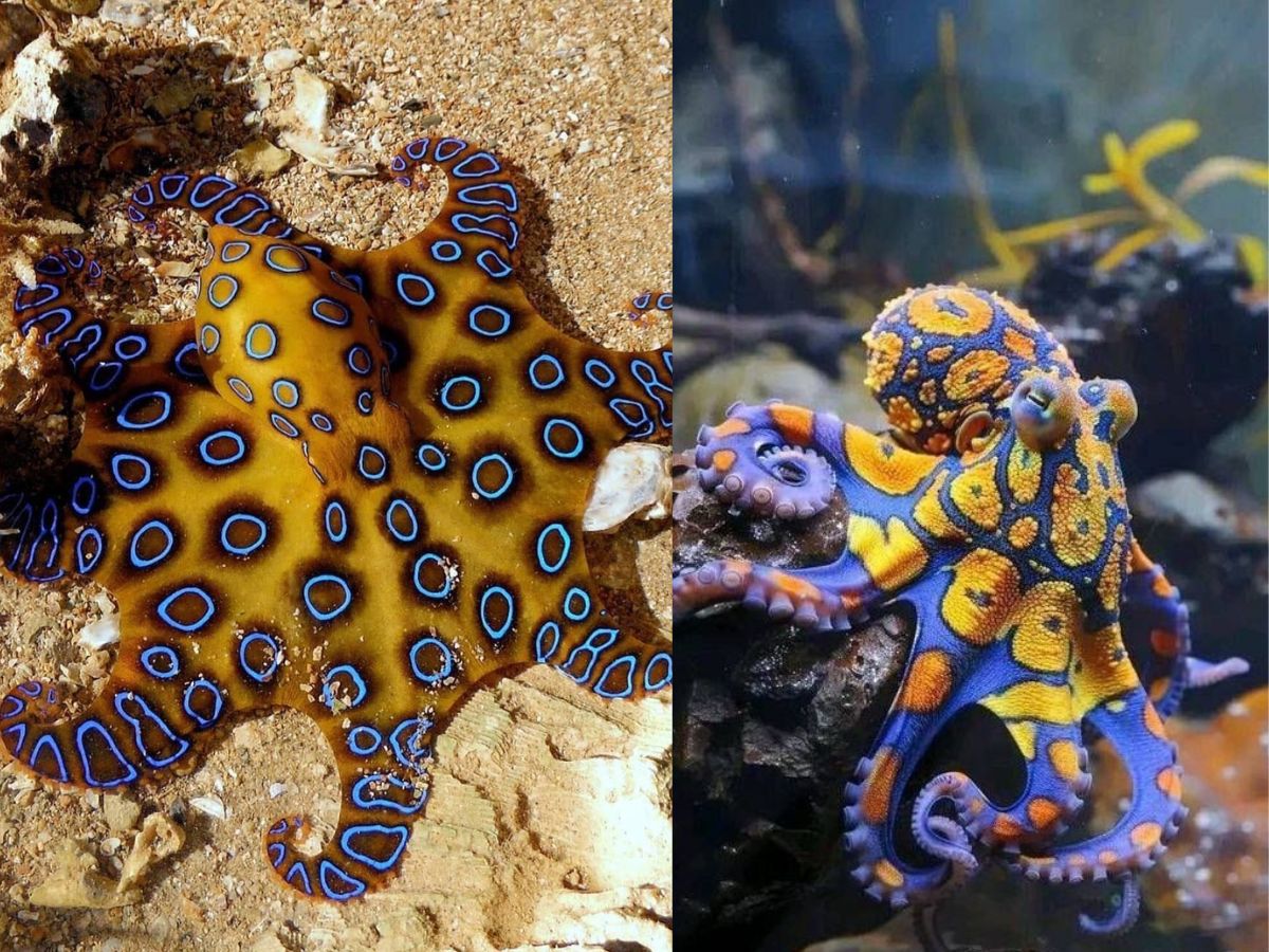 7-beautiful-animals-that-look-friendly-and-peaceful-but-are-among-the-most-dangerous-creatures 7 Beautiful Animals That Look Friendly And Peaceful But Are Among The Most Dangerous Creatures - Photo Gallery
